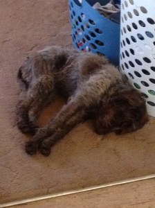 Fire taking it easy after having her stitches removed.