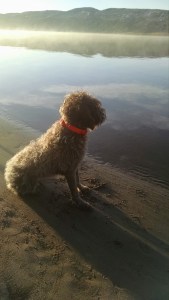 Josie on the lookout