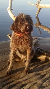 Josie along the Missouri