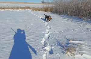 TracHer retrieving a rooster in the snow.