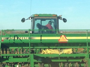 Zoey up on the tractor.