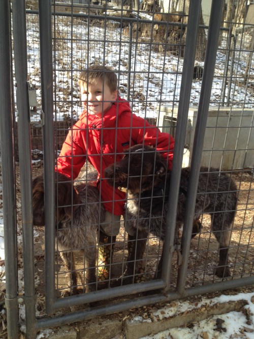 Caleb let himself into the kennel with BB and Sam while Charles and Conrad were shooting archery.