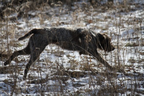 Fire on a lope, you can still see the shaved patch on her abdomen.