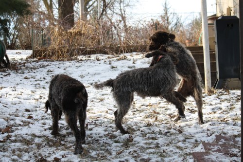 Sam looks on while BB and Fire battle in the yard