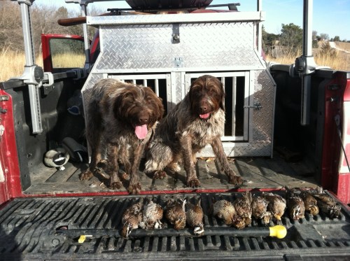 Charles and Matt's harvest of quail with Fire and BB.