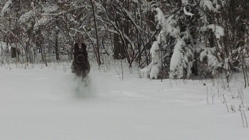 Josie's snow run