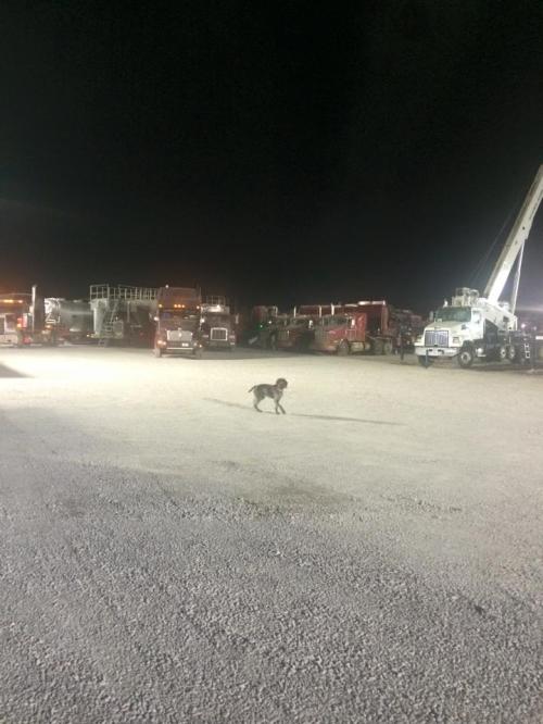 Zoey scoping out the trucks for snacks