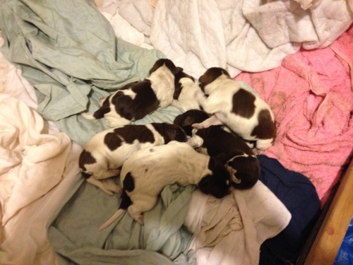 Velma and Ben's litter when they were first born