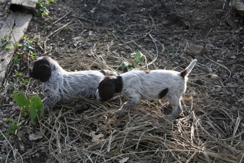 Turkeys in the straw (Sam x BB)