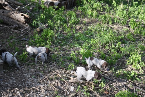 Running amok (BB x Sam)