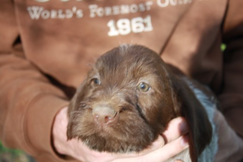 Joslyn face (female)