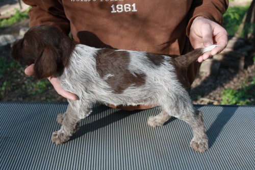 Joslyn profile (female)