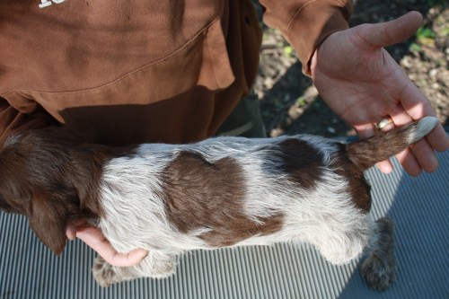 Joslyn back (female)