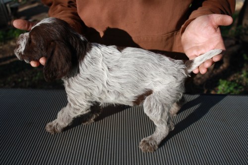 Jade profile (female)