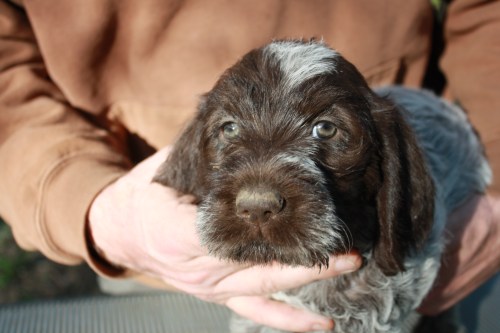 Jericho face (female)