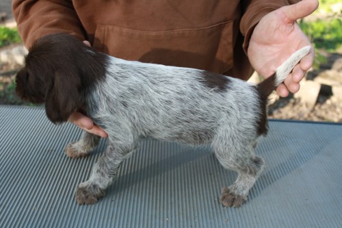 Jackson profile (female) [I have a home in mind for this pup]