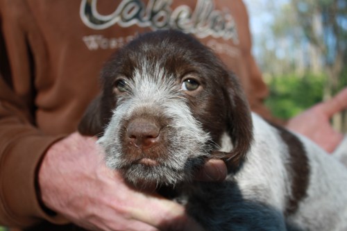 Jamaica face (female)