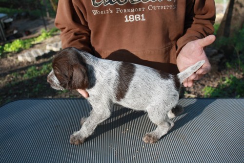 Jamaica profile (female)