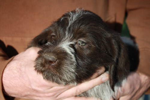 Jessica face (female)