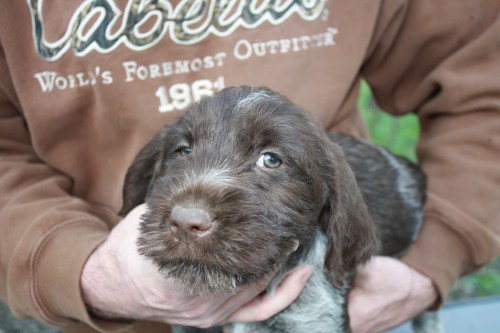 Ichabod face (male) [I have a home in mind for this pup]