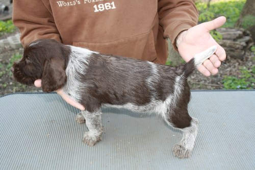 Ichabod profile (male) [I have a home in mind for this pup]