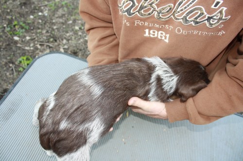 Ichabod back (male) [I have a home in mind for this pup]