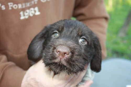 Isabel face (female)