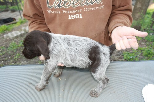 Irene profile (female)