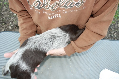 Isabel back (female)