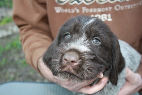 Iroquois (male) We are keeping this pup.