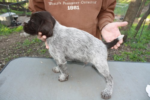 Iroquois (male) We are keeping this pup.