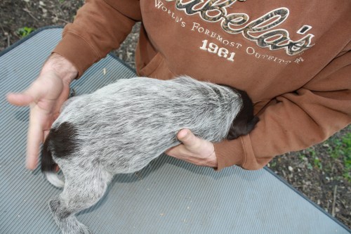 Iroquois (male) We are keeping this pup.