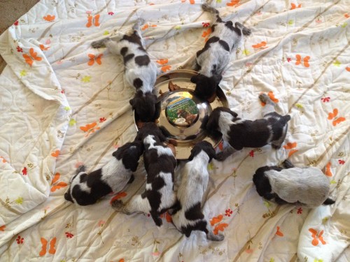 Velma's litter having some grub