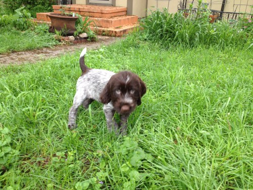 Iroquois is now Bluestem's Otoe Chief 