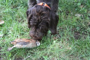 Chief wasn't sure about the quail at first
