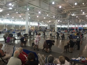 Best of Breed Ring