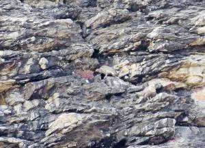 Brian's Himalayan Snowcock encounter. Photo by Brian Koch ultimateupland.com