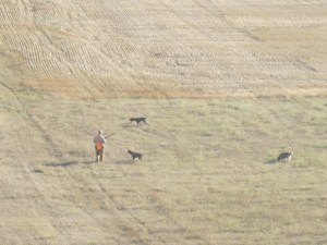 Looking down on Charles and the dogs from way up high