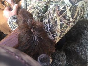 Fire waiting in the blind