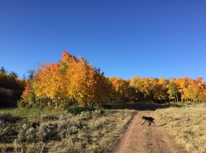 Harry and the aspens