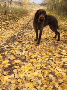 Harry in the leaves