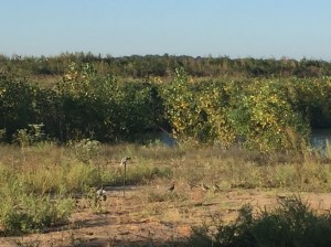 The spread of dove decoys