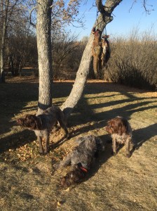 Fire, Chief, and BB with the pheasant limit and duck back at camp.