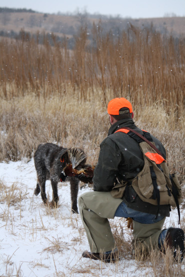Sam pheasant retrieve 2010