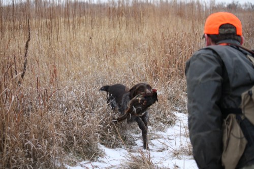 Sue pheasant retrieve 2010