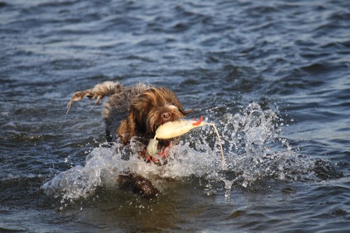 Early Exposure Water retrieve - Charity Upchurch