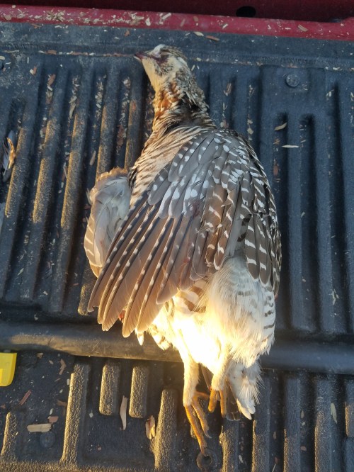 Prairie Chicken 2017