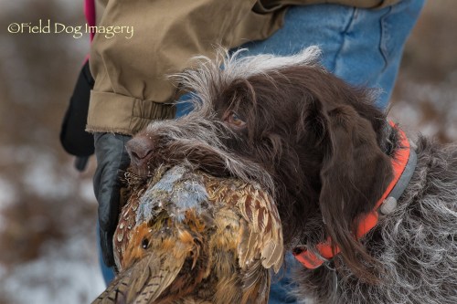 25488482_1531291416985529_6687459276107611392_o