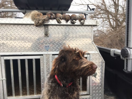 Ruth Charles quail rabbit 2018