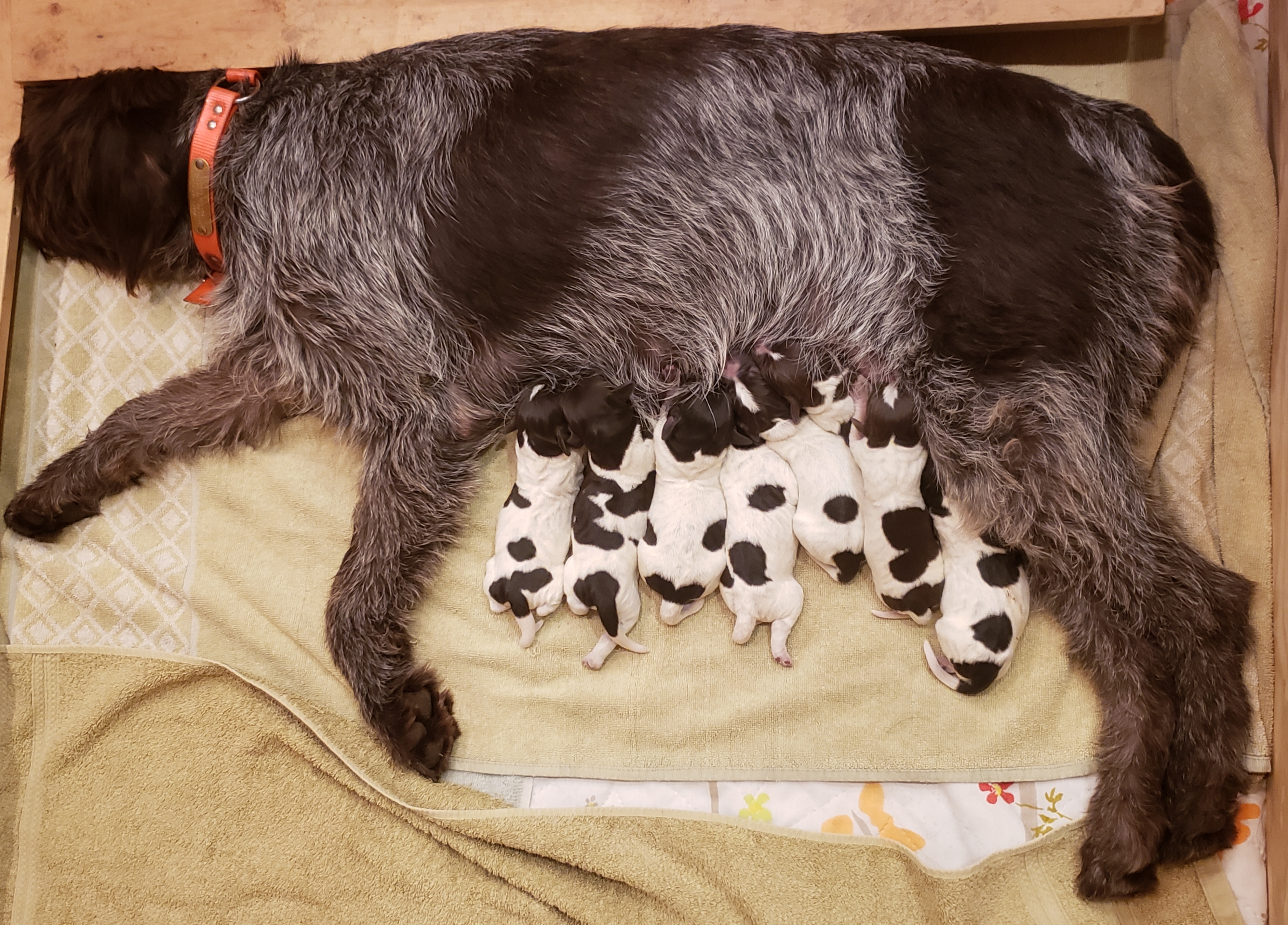 P Litter Newborn
